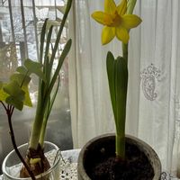 スイセン,パンジー,花籠,のんびり過ごそう,ミニ水仙 ティタティタの画像