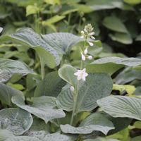 ギボウシ,スジギボウシ,オオバギボウシ,ウルイ,雪の日の画像