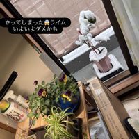 イキシア,ローズマリー,パンジー,旭山桜,オリヅルラン ボニーの画像