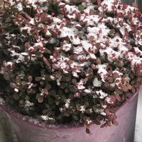 紅稚児,南十字星,雪❄,積雪⛄,ベランダの画像