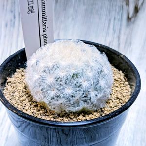 白星,マミラリア プルモサ,マミラリア 白星,多肉植物,可愛いの画像