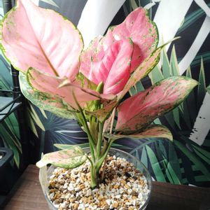 アグラオネマ,育成ライト,アグラオネマ　ビューティー,観葉植物,花芽の画像