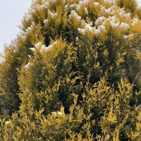 スイートピー,ゴールドクレスト,葉牡丹,福寿草,ゴデチアの画像