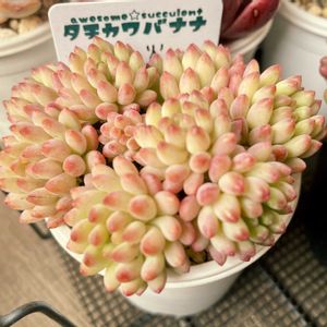 花火,多肉植物,多肉中毒,つぶつぶ,多肉沼の画像