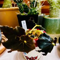 サボテン,白檀,ハラン,観葉植物達,ベコニアの画像