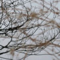 スノードロップ,チューリップ,フクジュソウ,ユキヤナギ,福寿草の画像