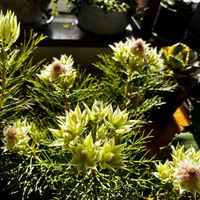 セルリア,セルリア プリティピンク,オージープランツ,初挑戦,セルリア　プリティピンクの画像