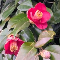 ウメ,ウメ,ウメ,スイセン,ツバキの画像