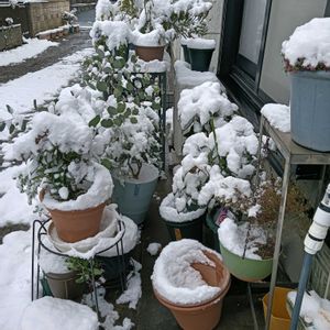 鉢植え,花のある暮らし,私の癒やし,部屋の前の画像