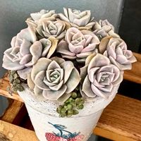 ラブリーローズ,多肉植物,多肉寄せ植え,多肉紅葉,多肉女子の画像