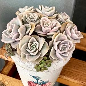 ラブリーローズ,多肉植物,多肉寄せ植え,多肉紅葉,多肉女子の画像