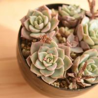 白牡丹,不死鳥,多肉植物,多肉寄せ植え,植中毒の画像