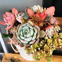 多肉植物,多肉寄せ植え,多肉紅葉,多肉女子,おうち園芸の画像