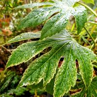 ヤツデ,ヤツデ スパイダーウェブ,斑入りのヤツデ,スパイダーウェブ,ヤツデ・スパイダーウェブの画像