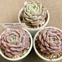 アメイジンググレイス,ピュアラブ,マカロンズ,多肉植物,エケベリア属の画像