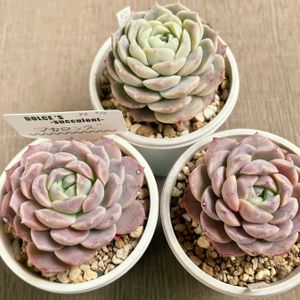 アメイジンググレイス,ピュアラブ,マカロンズ,多肉植物,エケベリア属の画像