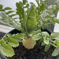 大根,おでん大根 ,実生,家庭菜園,ベランダの画像