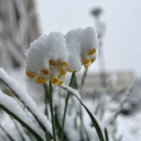 スイセンの画像