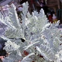 ラナンキュラス,シルバーレース,花のある暮らし,今朝の庭。,8日は葉っぱの発表会の画像