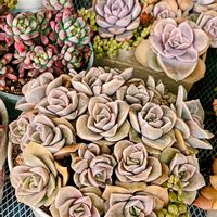 シャンペン,多肉植物,多肉寄せ植え,多肉紅葉,多肉女子の画像