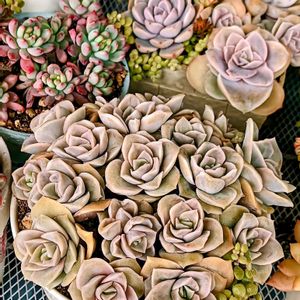 シャンペン,多肉植物,多肉寄せ植え,多肉紅葉,多肉女子の画像