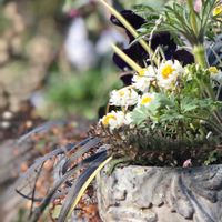 花かんざし,コクリュウ（黒竜）,西洋オキナグサ,寄せ植え.,花のある暮らしの画像