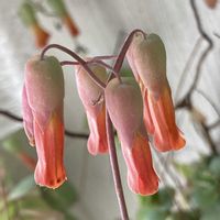 コダカラソウ,子宝草,多肉植物,われら17年組,北国の窓辺の画像