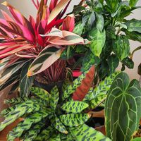 アロカシア・グリーンベルベット,アグラオネマ,品種名不明,アグラオネマ・ピクタム,カラテア ストロマンテ トリオスターの画像