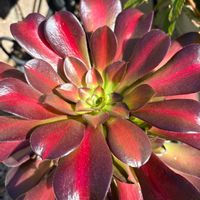 キリマンジャロ,キリマンジャロ,アエオニウム 属,多肉植物,アエオニウムの画像