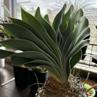 オーニソガラム,ブーファン・ハエマンソイデス,多肉植物,塊根植物,大きいの画像