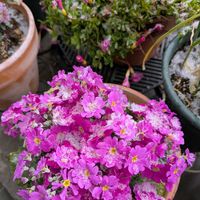 フリージア,プリムラマラコイデス,花のある暮らし,雪❄,ベランダの画像