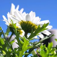 ノースポールの画像