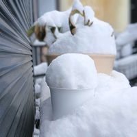 アジサイ,チェッカーベリー,雪の日,庭の画像