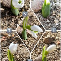 スノードロップ,ドウダンツツジ,ハナミズキ,イチイ,カイヅカイブキの画像