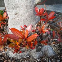 モッコク,モッコク（木斛）,花言葉,お散歩ちゃんキーホルダー,しあわせ運べるようにの画像