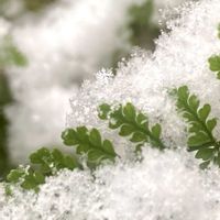 トキワシノブの画像