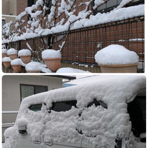 ラナンキュラス　ラックス,ラナンキュラス ランドセル アロピクス,鉢植え,花のある暮らし,おじいさん園芸の画像