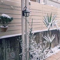 ユッカ,緑のある暮らし,おきにいり,丈夫な子。,丈夫！の画像