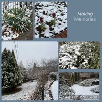 スイセン,スイセン,ストック,ストック,ローズマリーの画像