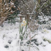 スイセンの画像