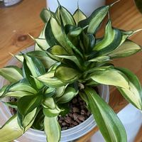 サンスベリア,サンスベリア,観葉植物,ハイドロカルチャー,サンスベリア属の画像