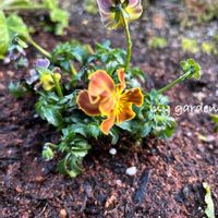 フリンジビオラ,フリンジビオラ　アールヌーボーシリーズ,地植え,花壇,ガーデニングの画像