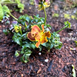 フリンジビオラ,フリンジビオラ　アールヌーボーシリーズ,地植え,花壇,ガーデニングの画像