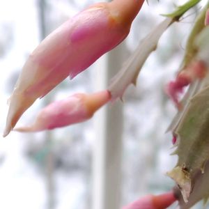 シャコバサボテン,鉢植え,かわいい花,雪景色,リビング窓辺の画像