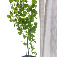 サボテン,コウモリラン,亀甲竜,ビカクシダ,アフリカ亀甲竜の画像