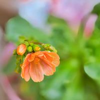 レウィシア,雪の日の画像