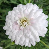 ボンザマーガレット,ボンザマーガレット サクラの画像