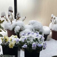 火祭り,金のなる木,ビオラ・ビビ・ヘブンリーブルー,多肉植物,お花は癒しの画像