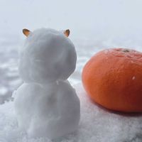 乙女心,万宝,雪の華,甘平,伊予柑の画像