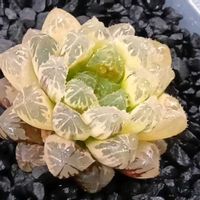 赤岩オブツーサ錦 糊斑,ハオルチア属,多肉ちゃん,ボタニカルライフ,新芽の画像